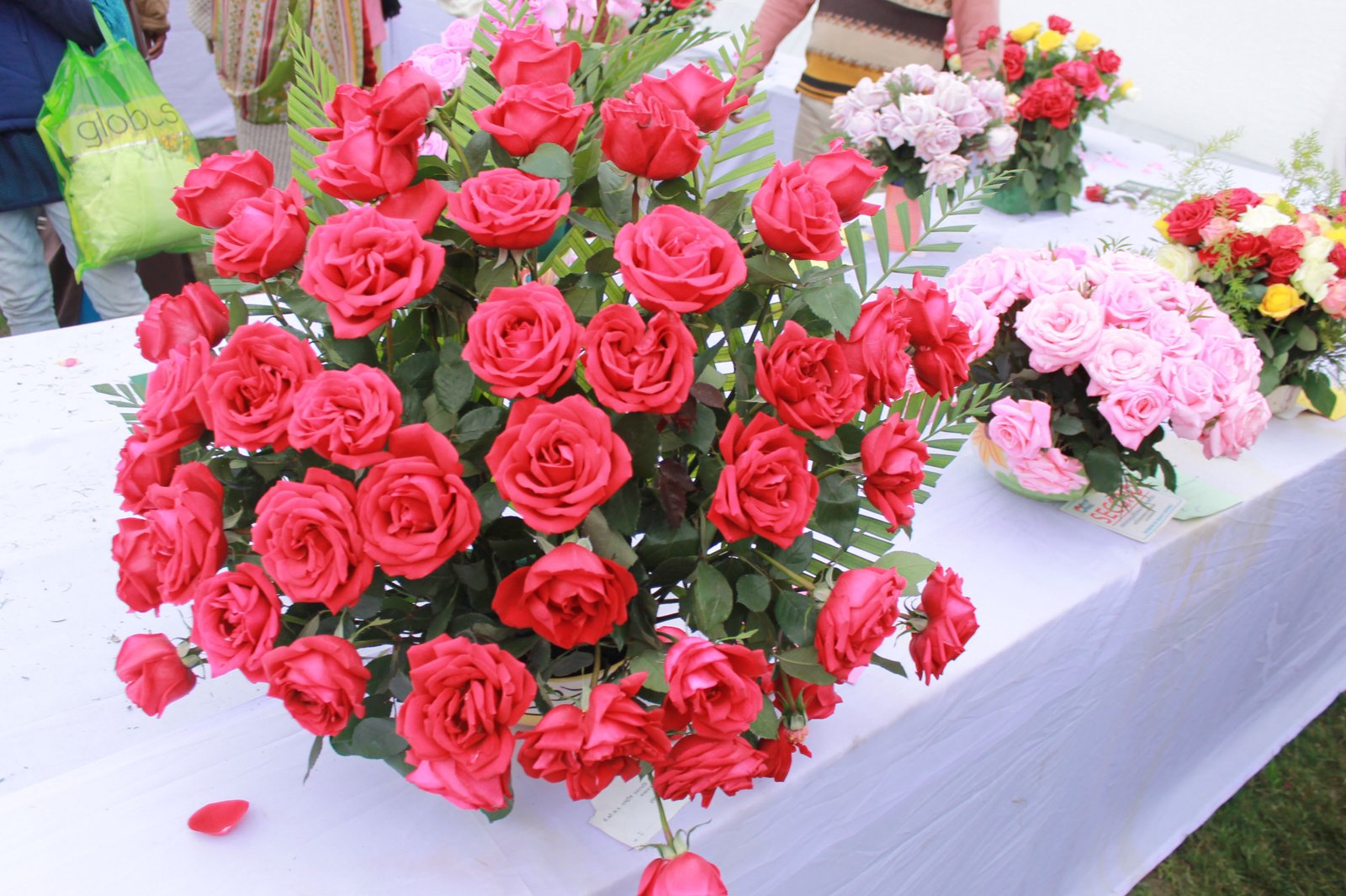 National Botanical Research Institute (NBRI), Lucknow Lucknow Pulse