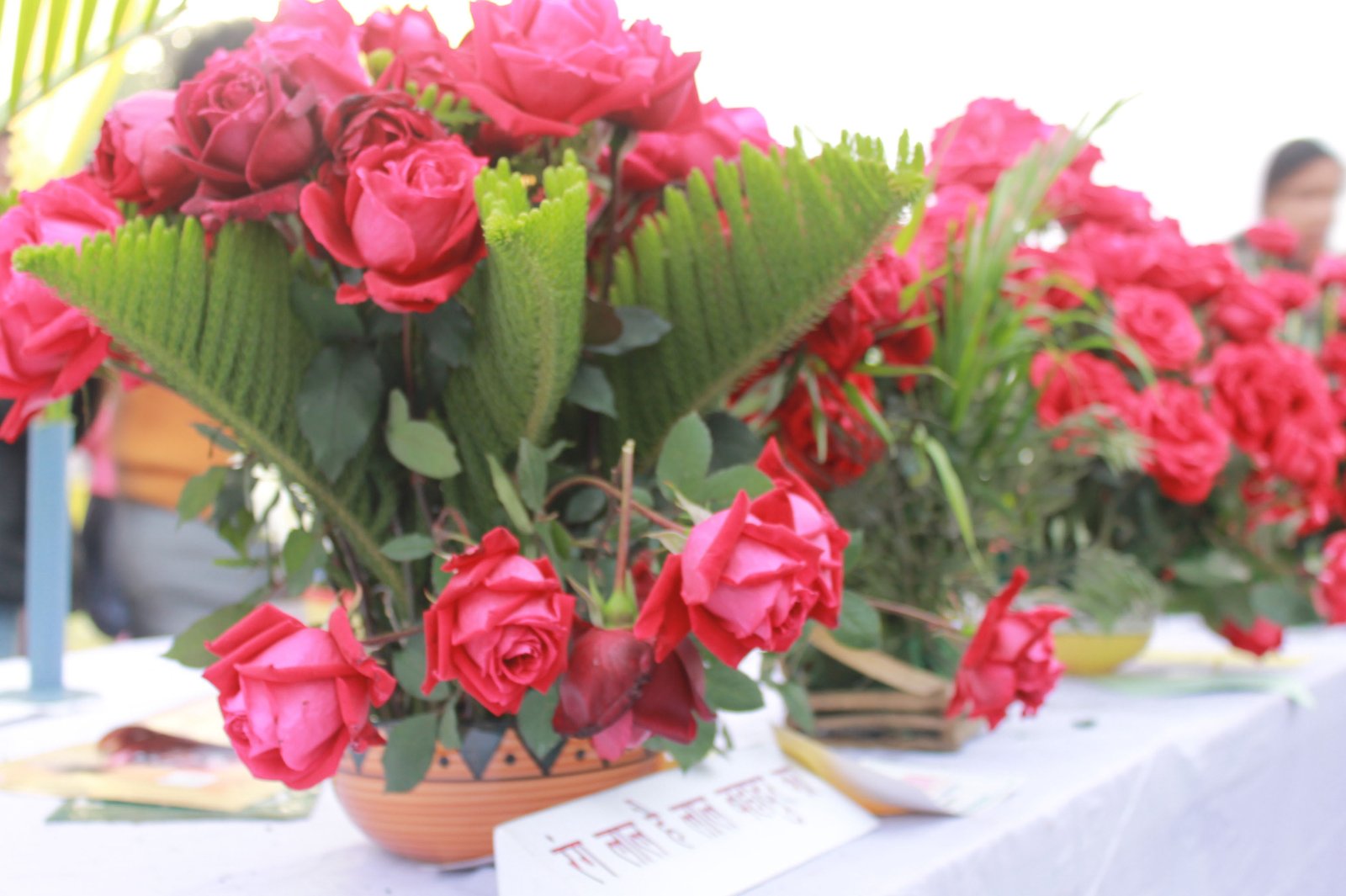 National Botanical Research Institute (NBRI), Lucknow Lucknow Pulse