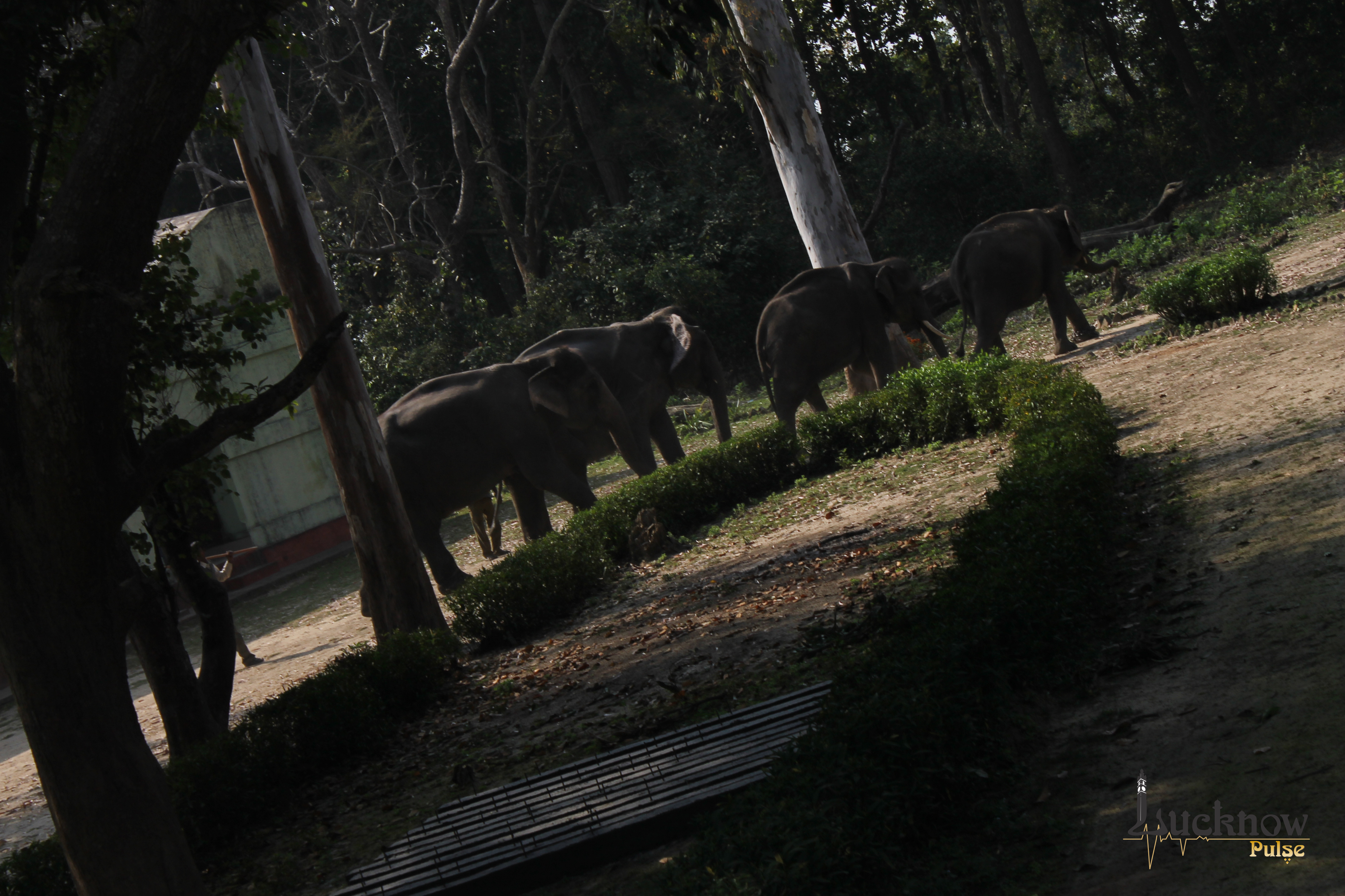 Picture showing Elephants at the Dudhwa National Park in India