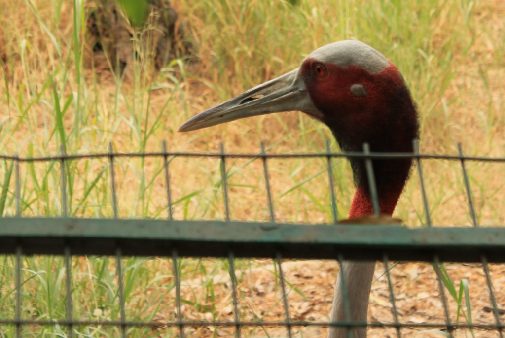 Picture of a Hornbill at Lucknow zoo