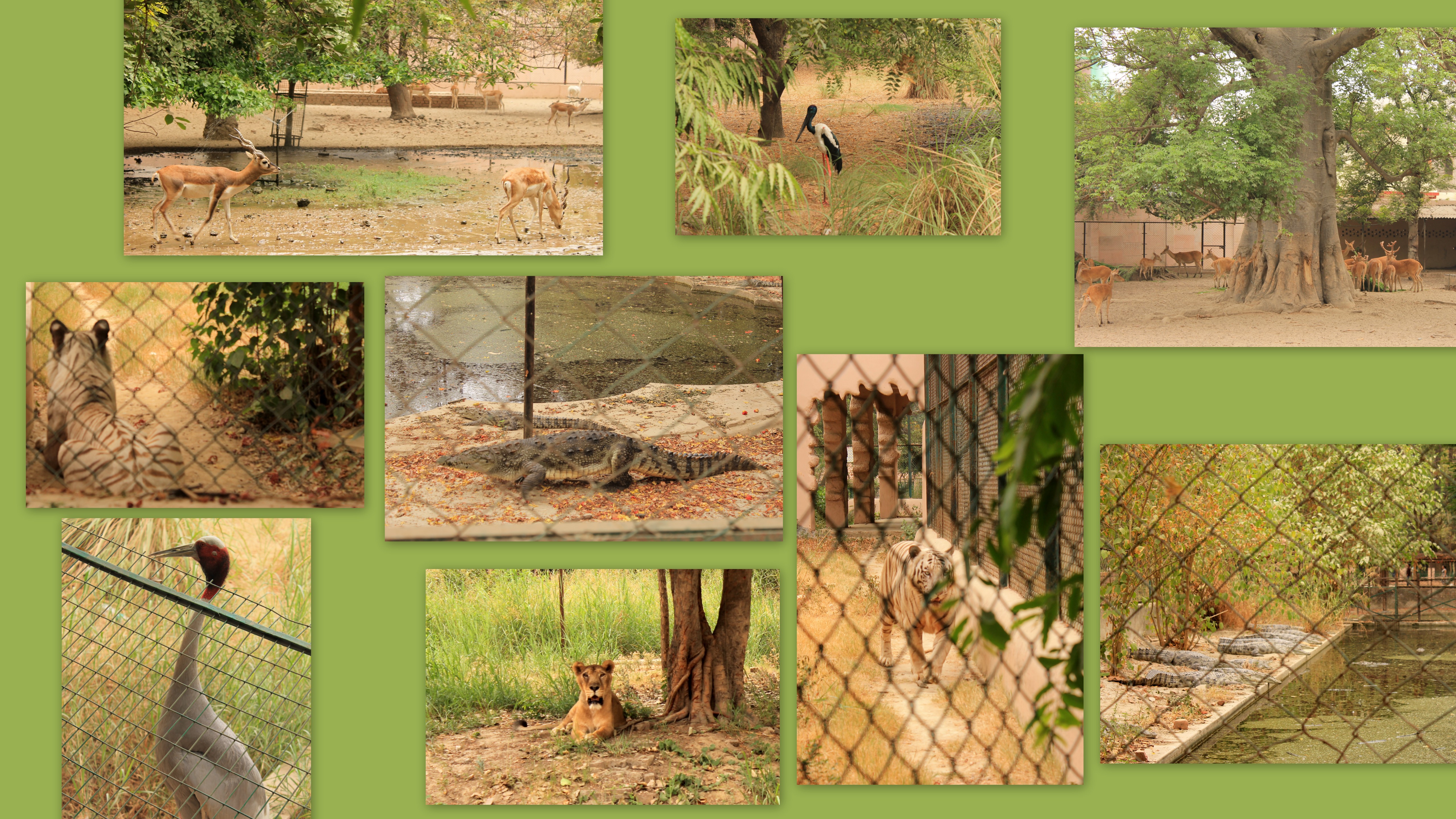 The Lucknow Zoological Garden - Lucknow Pulse